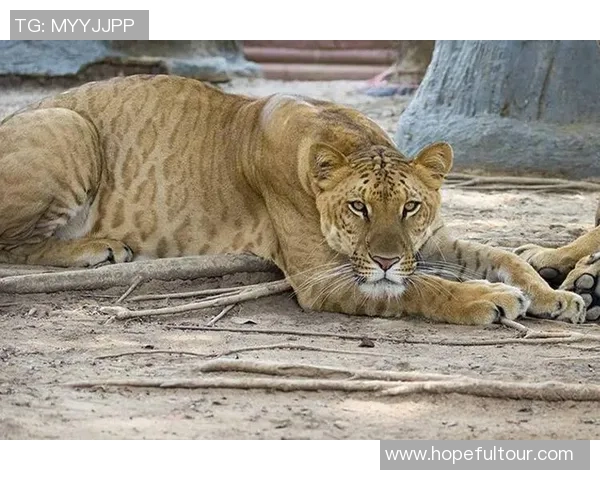 狼队与贝西克塔激战正酣谁将赢得这场精彩对决的胜利